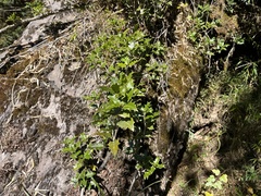 Osmanthus heterophyllus