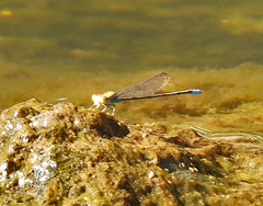 Pseudagrion aureofrons