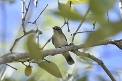 Gerygone magnirostris