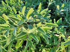 Salvia officinalis