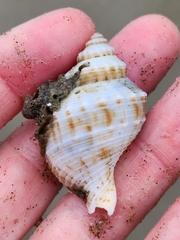 Austrofusus glans