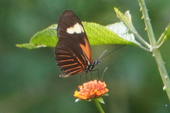 Heliconius melpomene