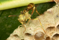 Mischocyttarus angulatus