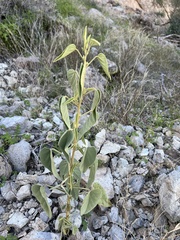 Horsfordia newberryi