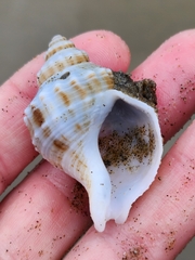 Austrofusus glans
