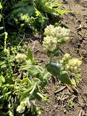 Pseudognaphalium biolettii