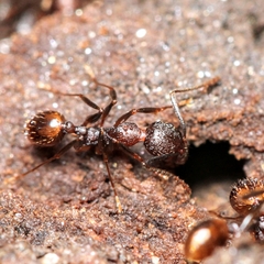 Aphaenogaster fulva