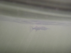 Tylosurus crocodilus