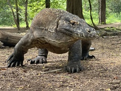 Varanus komodoensis