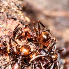 Aphaenogaster fulva