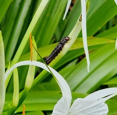 Spodoptera picta
