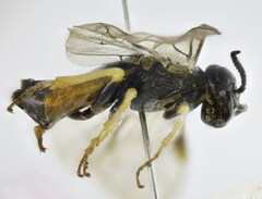 Monoctenus juniperi