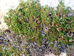 Selaginella eremophila