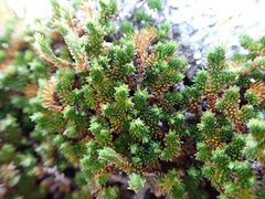 Selaginella eremophila