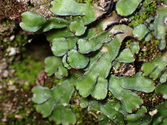 Targionia hypophylla