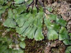 Targionia hypophylla