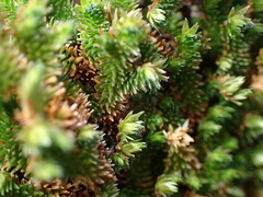 Selaginella eremophila