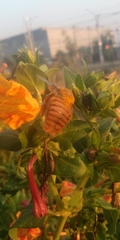 Xylocopa augusti