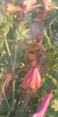 Xylocopa augusti