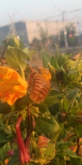 Xylocopa augusti