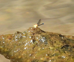 Pseudagrion aureofrons