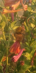 Xylocopa augusti