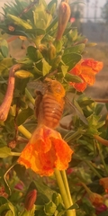 Xylocopa augusti