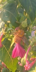 Xylocopa augusti