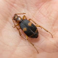 Pheropsophus verticalis