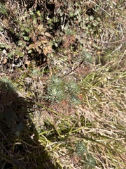 Artemisia morrisonensis