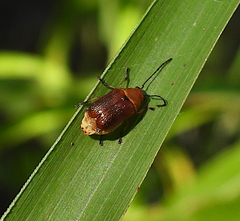 Aporocera