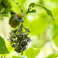 Tangara icterocephala