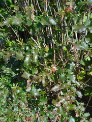 Berberis aquifolium