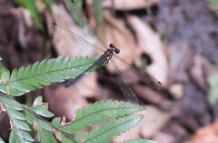 Argiolestidae