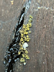 Physarum viride