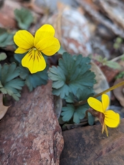 Viola sheltonii