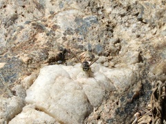 Bicyrtes discisus
