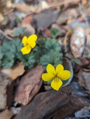 Viola sheltonii