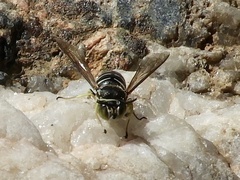 Bicyrtes discisus
