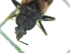 Eremocoris