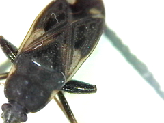 Eremocoris