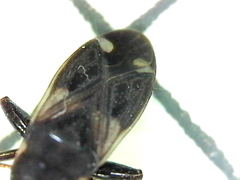 Eremocoris