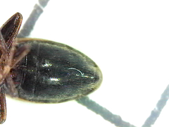 Eremocoris