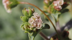 Eriogonum thurberi