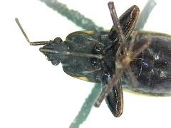 Eremocoris