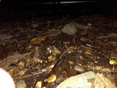 Psilocybe caerulipes