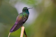 Chalybura urochrysia