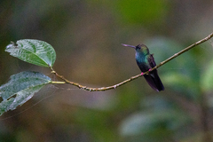 Chalybura urochrysia