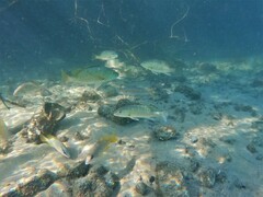 Lutjanus novemfasciatus