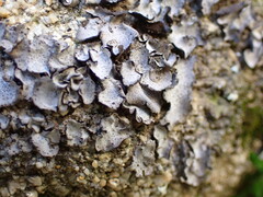 Dermatocarpon miniatum